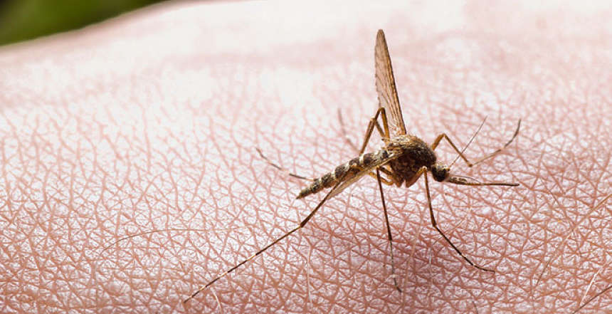 repele-a-los-mosquitos_opt