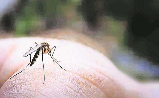 zika_opt