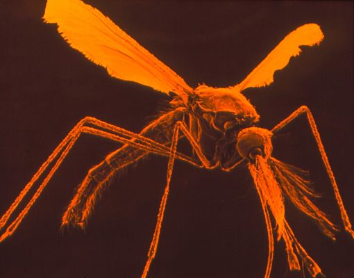 insectos_opt