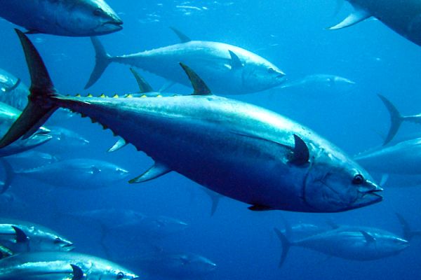 atun_opt