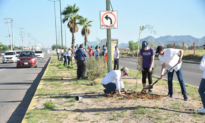 plantanarboles_opt