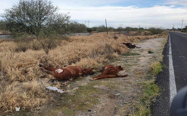 caballos muertos_opt
