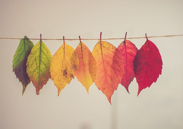 otoño_opt