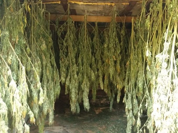 ejercito destruye marihuana_opt
