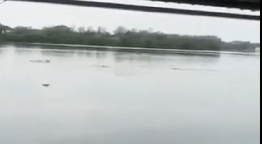 cocodrilo mata nadador_opt