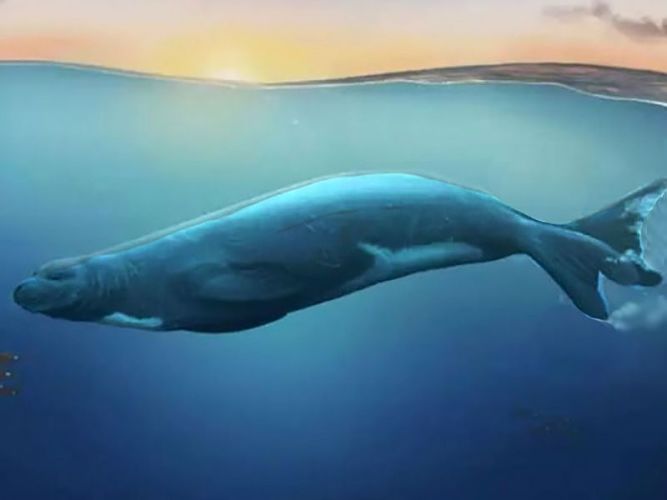 foca fósil_opt