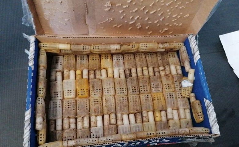 abejas de contrabando_opt