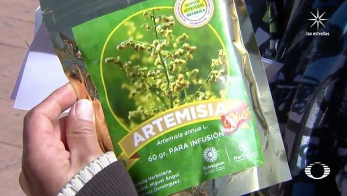 te-de-ajenjo-tratamiento-alterno-contra-covid_opt
