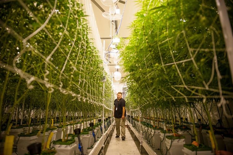 cannabis_opt(2)