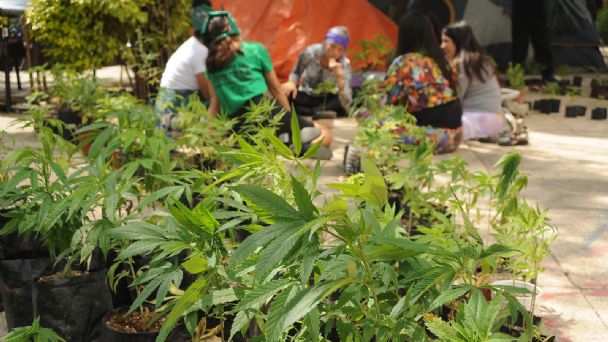 se-aprobó la madrugada de este jueves Ley Federal para Regulación del Cannabis