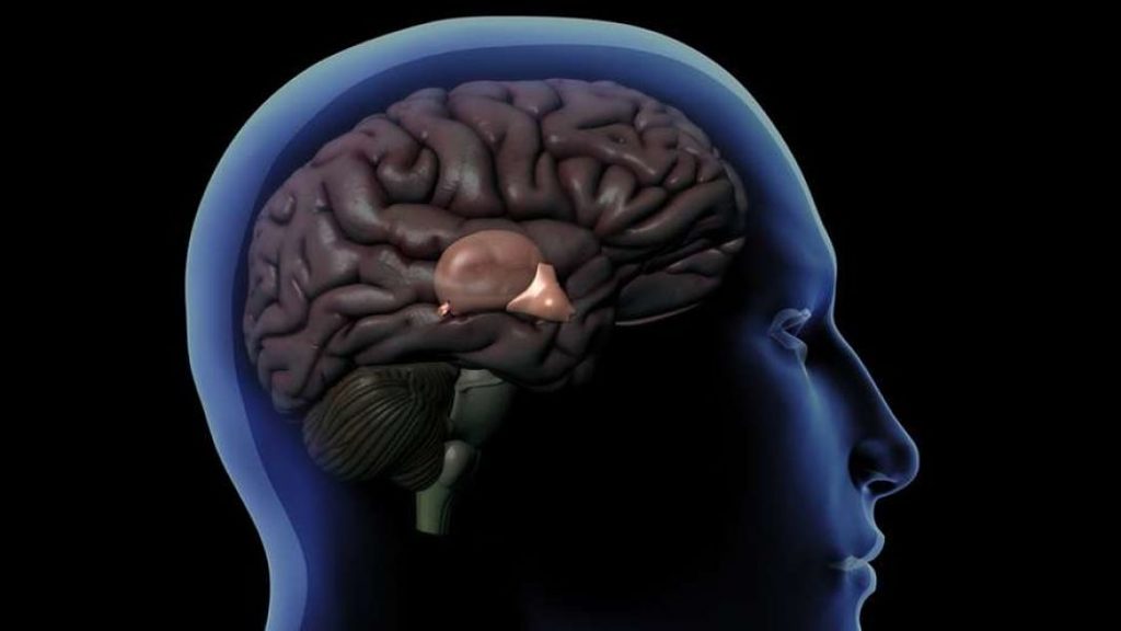 glandula pineal_opt