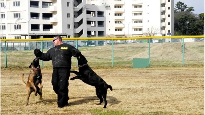 Perros detectan el covid-19_opt