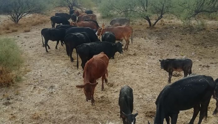 sequia en sonora_opt