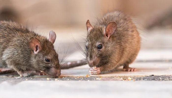 hantavirus_opt