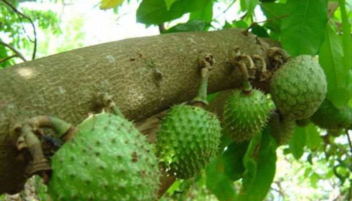 guanábana michoacana_opt