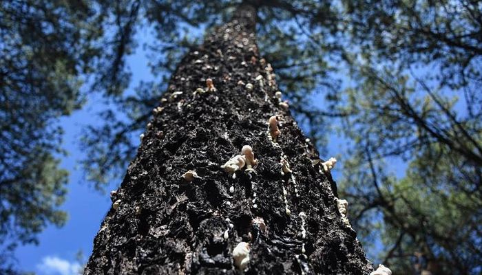 plaga-en-el-parque-nacional-malinche_opt