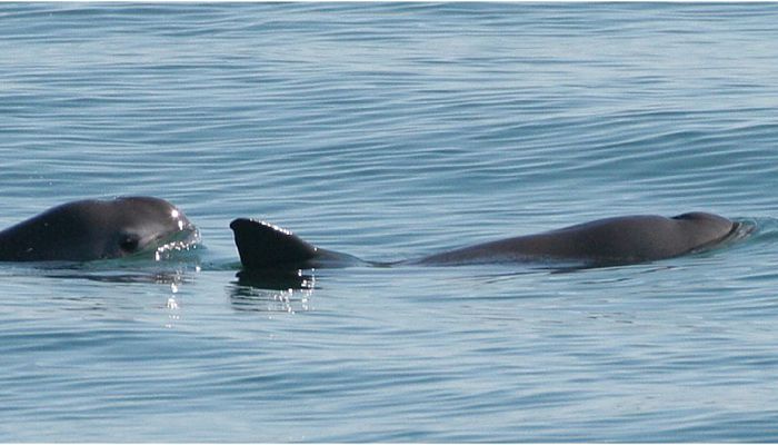 vaquita-marina-mexico-pesca_opt