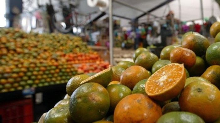 Exportaciones-de-citricos-en-Mexico_opt