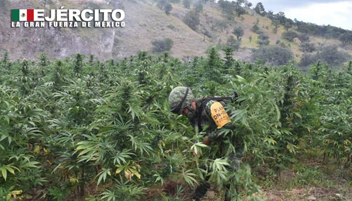 plantios de marihuana en chihuahua_opt