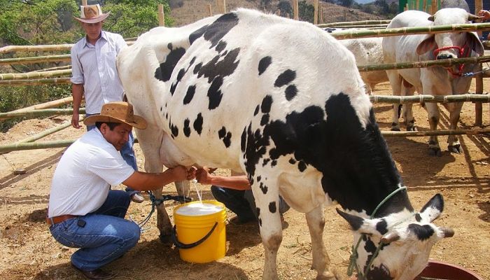 productores-de-leche_opt
