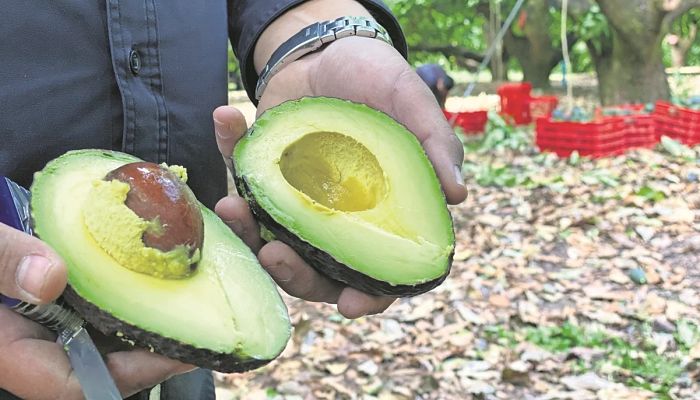 aguacate_mexico_opt