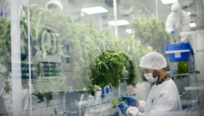 processando marihuana para comercializar_opt
