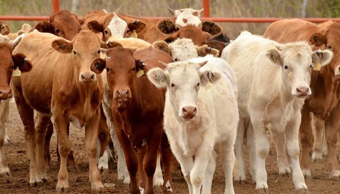 que quede registrado_aumenta la carne en Sonora_opt