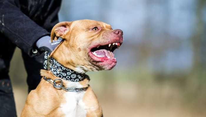 perro-pitbull