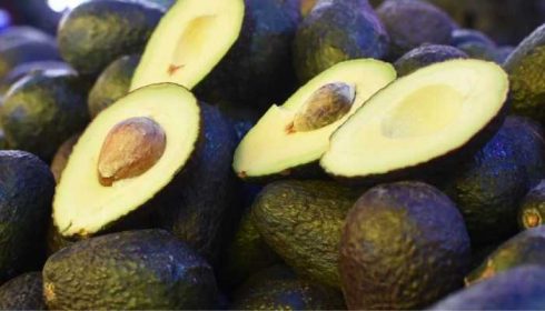 México se prepara para una gran cosecha de aguacate
