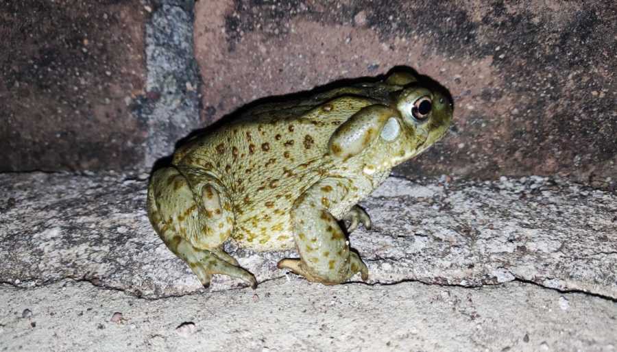 SAPO