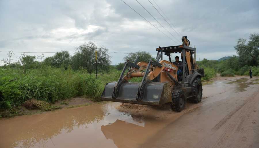el tazajal