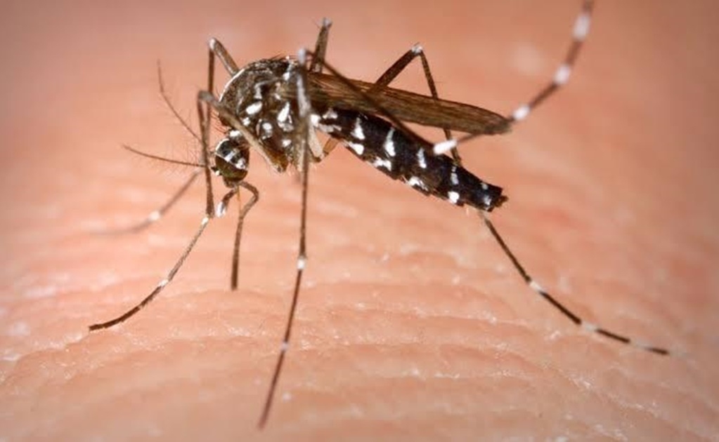 dengue_mosco