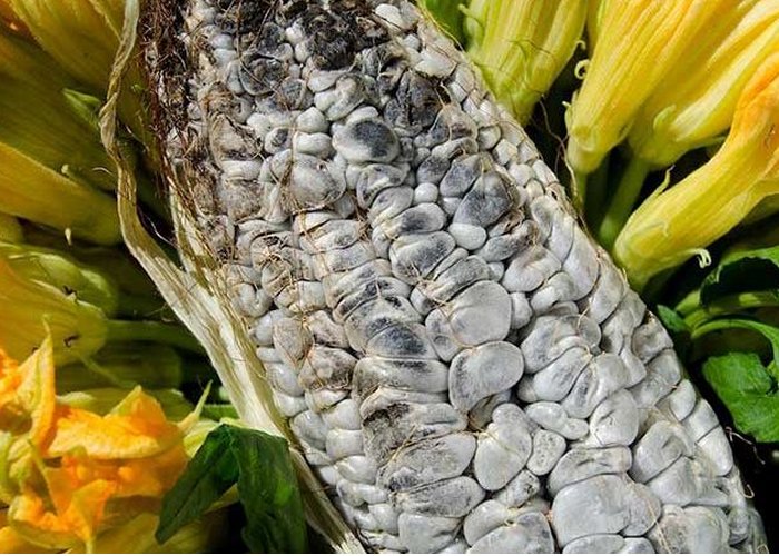 huitlacoche