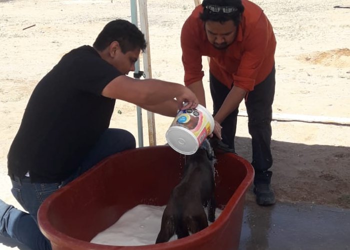 salud animal