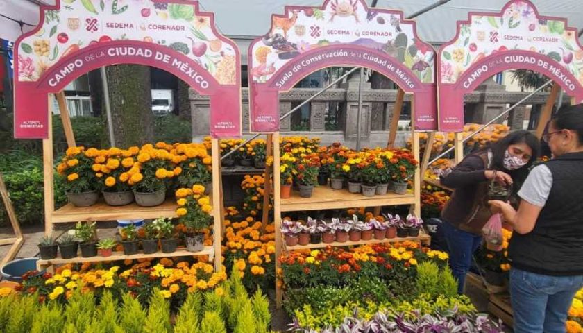 festival-flores de otoño.