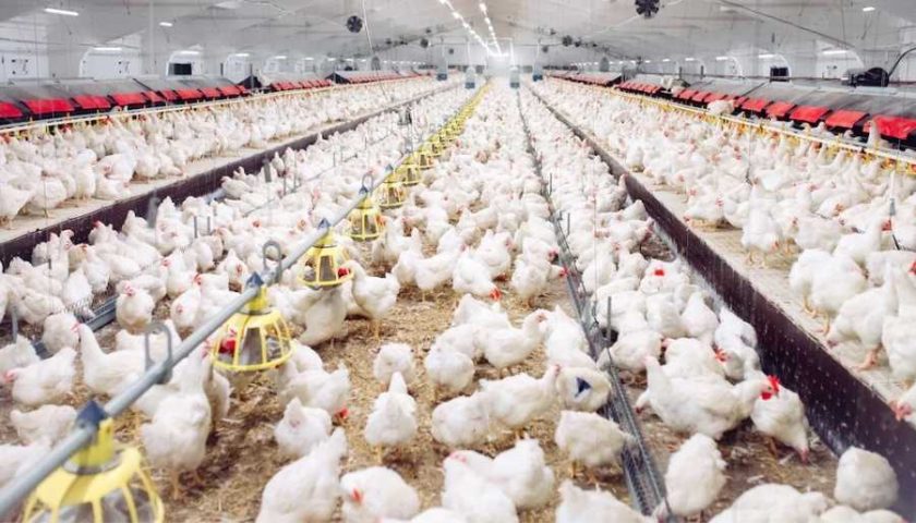 gripe-aviar-medidas-de-control(1)