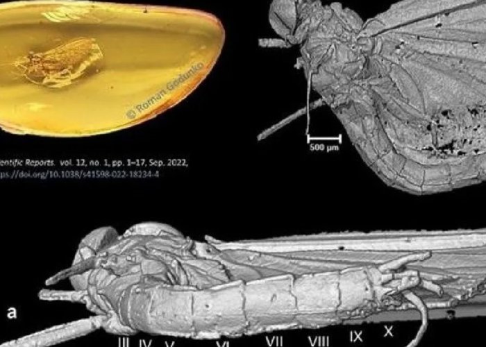 insecto ambar