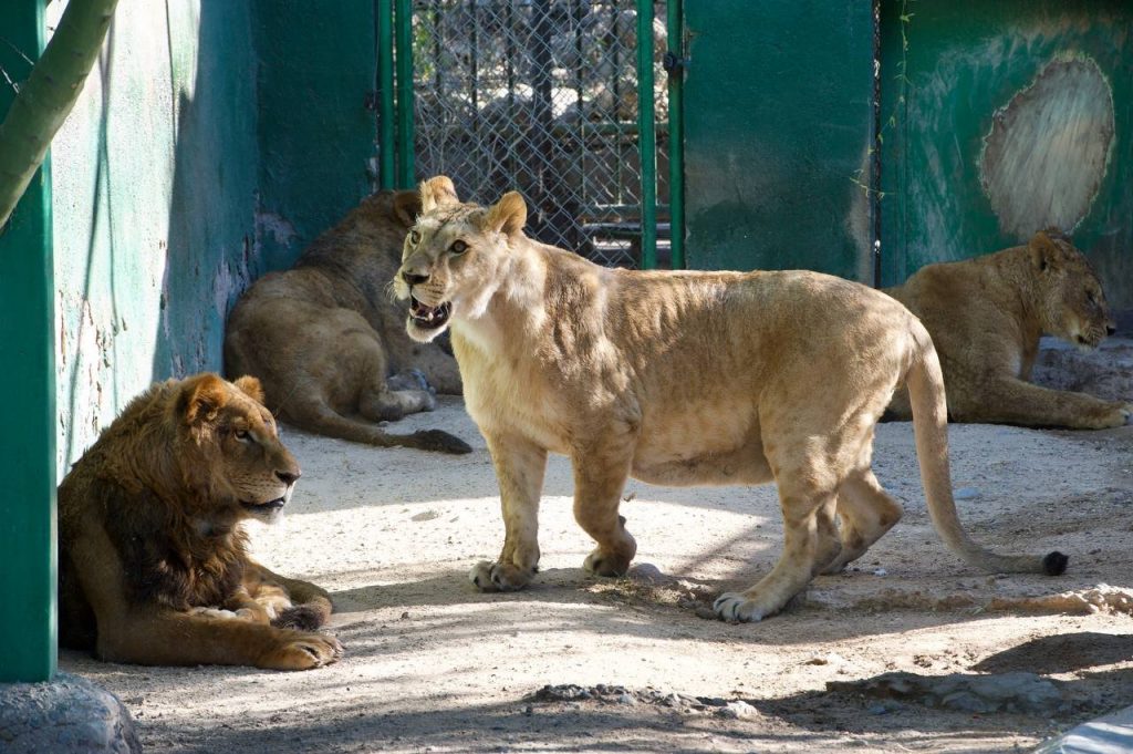 leones africanos