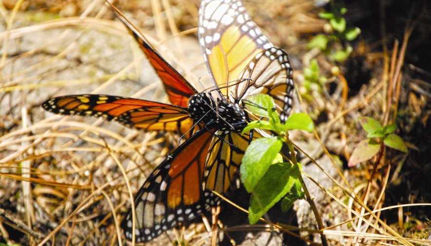 mariposa monarca