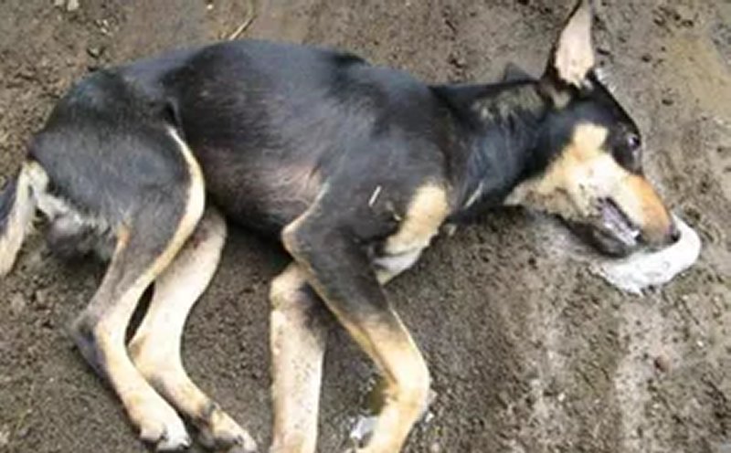 perro envenenado