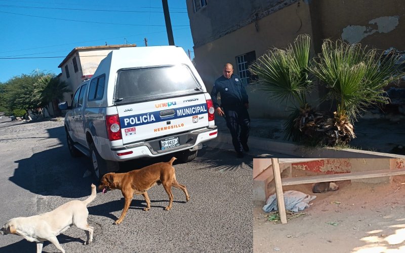 perros calle