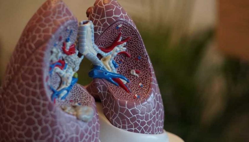 pulmones.