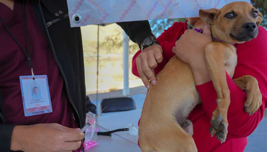 1222076vacunará a mascotas contra la rabia en forma gratuita3