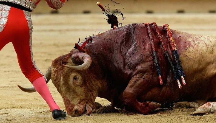 toros
