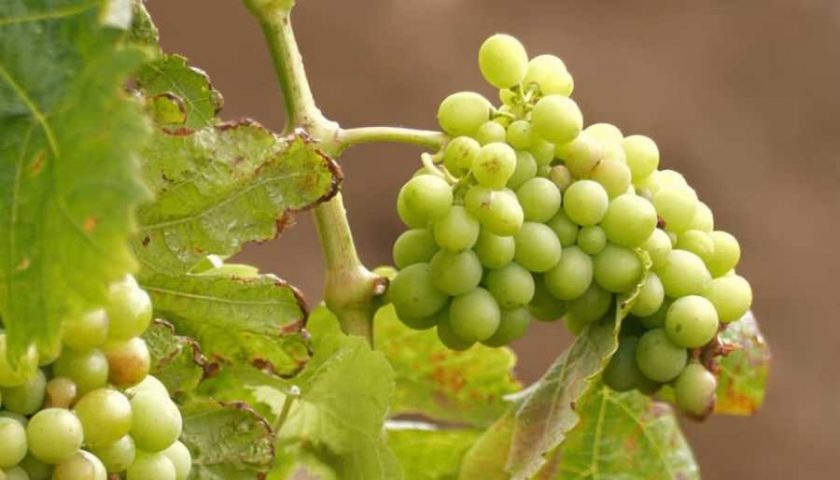 uvas