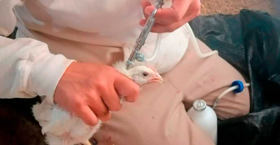 Levanta Senasica cuarentena por influenza aviar2