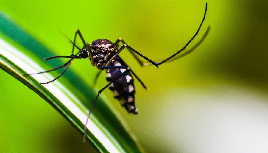 mosco del dengue