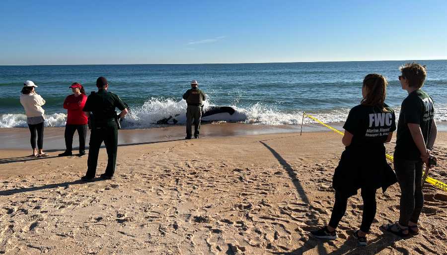 orca a la orilla de la playa