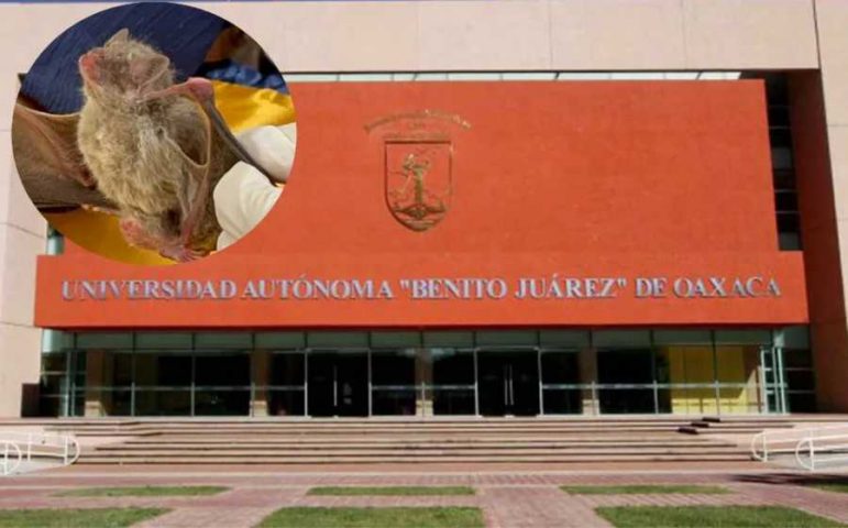 universidad-autonoma-benito-juarez-investiga