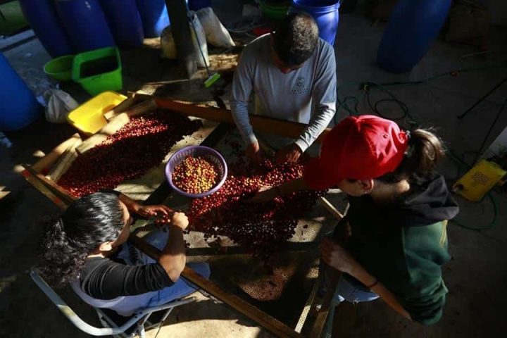 cafetaleros mexicanos-1-min